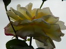 DSCN1554