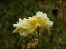 DSCN1555
