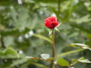 DSCN1557