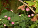 DSCN1558