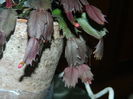 DSCN1562