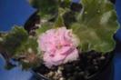 Pink Lady