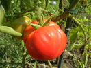 Tomato Rose de Berne (2014, July 19)