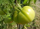 Tomato Rose de Berne (2014, July 19)