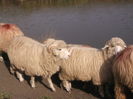 Picture 222