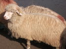 Picture 223