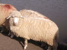 Picture 224