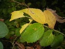 Autumn Colors (2014, September 25)