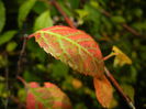 Autumn Colors (2014, September 25)