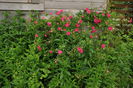 super excelsa