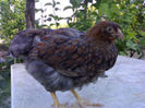 97551296_AEFBDWI