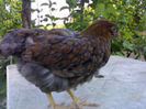 97551302_VCDAQUH3