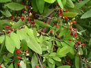 Erythroxylum ipadu