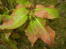 Autumn Colors (2014, October 02)