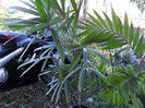 Rhapis