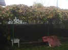 Prin ceata si ploaie.. (67)