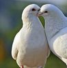 9 porumbeii care se iubesc