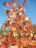 Liquidambar styraciflua (2014, Oct.19)