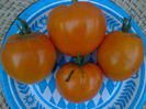 ORANGE OXHEART TOMATO-3590