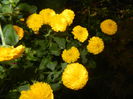 Yellow Chrysanthemum (2014, Oct.19)