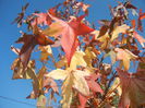 Liquidambar styraciflua (2014, Oct.19)
