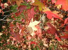 Liquidambar styraciflua (2014, Oct.19)