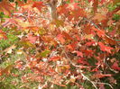 Liquidambar styraciflua (2014, Oct.19)