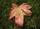 Liquidambar styraciflua (2014, Oct.19)