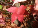 Liquidambar styraciflua (2014, Oct.19)