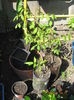 Koelreuteria paniculata