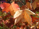 Liquidambar styraciflua (2014, Oct.19)