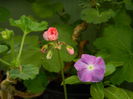 DSCN1594
