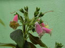 DSCN1599