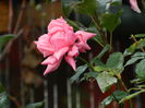 DSCN1604