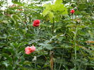 DSCN1666