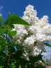liliac alb f  parfumat_5 lei , planta de 50-60cm si 10 lei plante mai mari