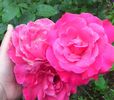 IMG_20140615_130508-1
