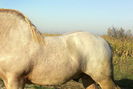 voicu 2,5 ani.. 950kg