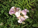 Pumila