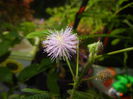 Mimosa pudica (2014, October 20)