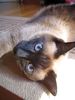 450pxSiamese_cat_reclining