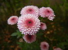 Chrysanth Bellissima (2014, Oct.22)