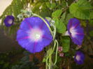 Morning Glory_Ipomoea (2014, Oct.22)