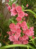 Dark Pink Chrysanth (2014, Oct.17)