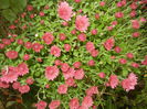 Dark Pink Chrysanth (2014, Oct.17)