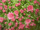 Dark Pink Chrysanth (2014, Oct.17)