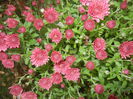 Dark Pink Chrysanth (2014, Oct.17)