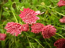 Dark Pink Chrysanth (2014, Oct.18)