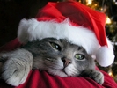 christmas-cat-wallpaper