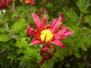 Purple & Yellow Chrysanth (2014, Oct.22)